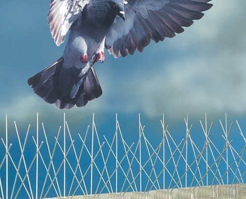 شركة تركيب طارد الحمام بالمدينة المنورة خدمة 24 ساعة : للايجار | سعودى سيرفزس